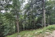 Mischwaldbestand am Kasberg mit strukturreichem Baumbestand