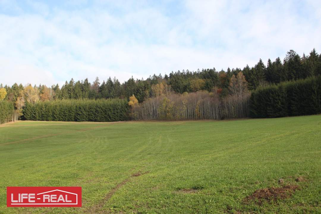 sonniges Grundstück mit Nutzgrund und Wald