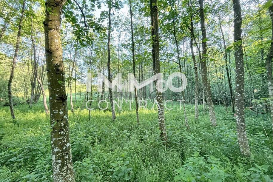 Erholung pur im eigenen Wald mit Bach und Wiesen nähe Amstetten, Grund und Boden-kauf, 30.000,€, 3321 Amstetten