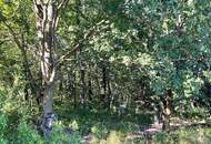 Verwilderter, mit alten Sorten bestückter Obstgarten im Moment als Wald gewidmet RODUNG bewilligt