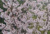 Sonnenverwöhnter Garten trifft ländlichen Charme