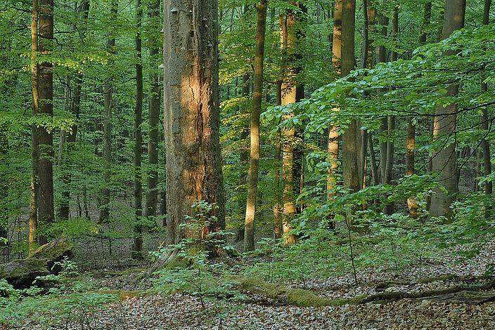 Waldparzellen in Görtschach und Vorderberg