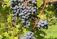 IN SLOWENIEN! Winzerhaus mit Weingarten und Blick bis zum Horizont!