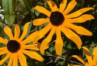 Sonnig wohnen, naturverbunden leben: Traumgarten, Schwimmteich, PV-Anlage