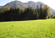 Hübsche, landwirtschaftliche Wiese mit kleinem Wald - KEIN Baugrund !!!