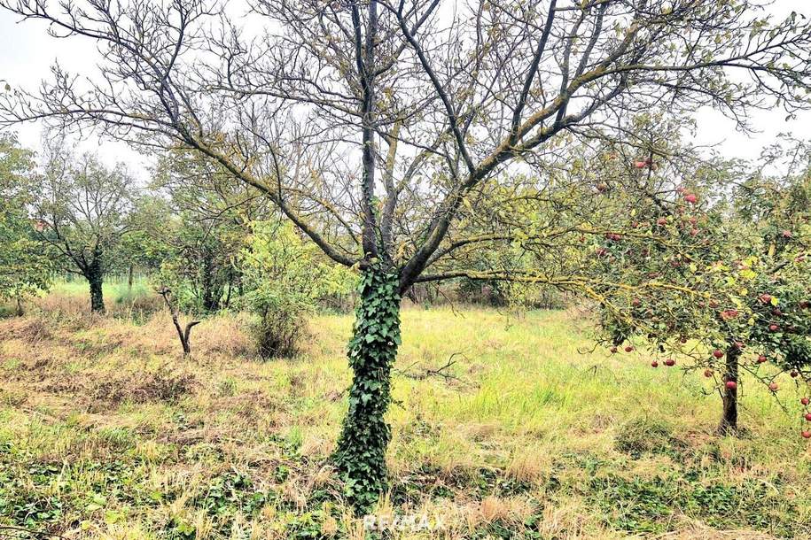 Doppelgrundstück möglich !!!, Grund und Boden-kauf, 235.000,€, 7122 Neusiedl am See