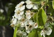EINZIGARTIGES NATURPARADIES - GROSSZÜGIGER LANDSITZ WO PARKLANDSCHAFT AUF BLÜHENDE OBSTGÄRTEN TRIFFT