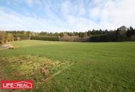 sonniges Grünland mit Wald