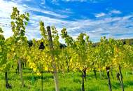 Barrierefreie 3-Zimmer Wohnung mit Terrasse inmitten der Weinberge von Klöch - Erstbezug!