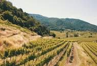 WEINGARTEN IN AUSSICHTSLAGE IM WEINBAUGEBIET WACHAU - WEINGARTEN, LANDWIRTSCHAFTLICHE FLÄCHEN - GRUNDSTÜCK IN DER WACHAU - KEIN BAUGRUNDSTÜCK!