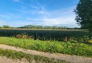 EINE SELTENE GELEGENHEIT AUF EINE KLEINE ACKERFLÄCHE IN FREUNDORF - ZUSAMMENHÄNGENDE LANDWIRTSCHAFTLICHE FLÄCHE