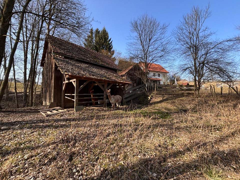 Entzückendes Sacherl - Sternchenwidmung im Grünland