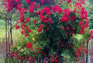 Gartenwohnung in Seebenstein – Perfekt für Paare &amp; junge Familien!