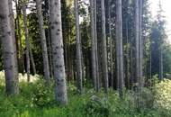 Wald in Steinhaus