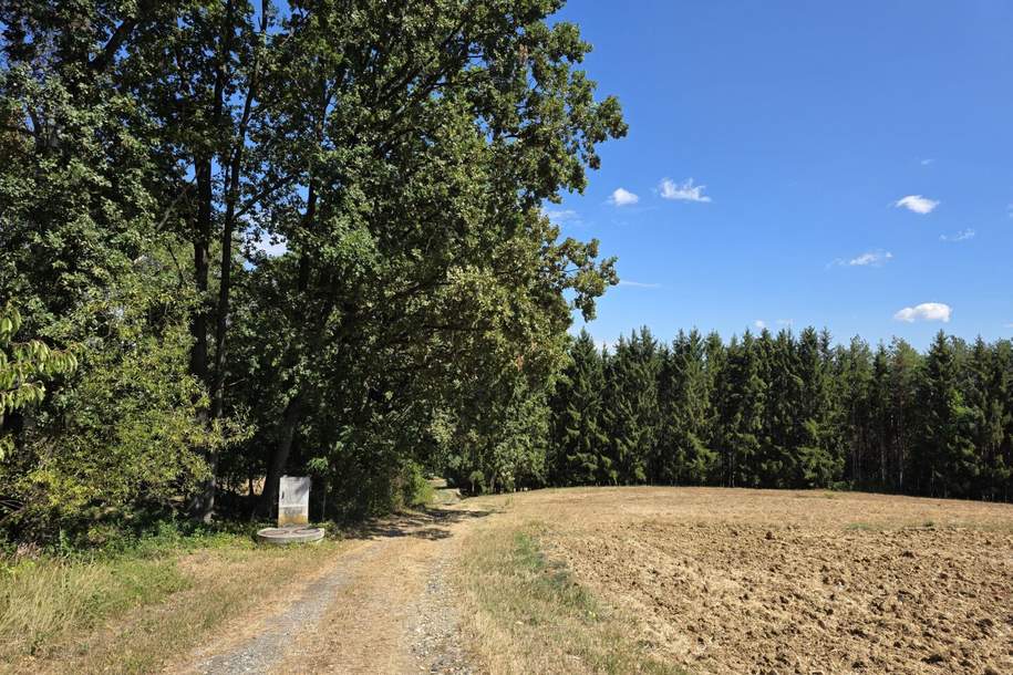 Waldgrundstücke in Deutsch Kaltenbrunn, Grund und Boden-kauf, 6.000,€, 7572 Jennersdorf