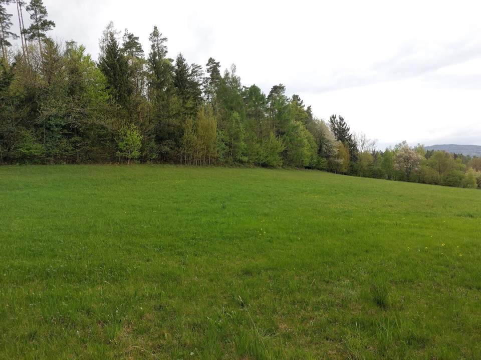 Wald und Wiese mit Hütte