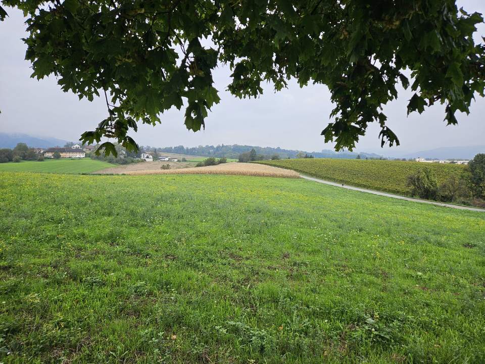 Landwirtschaftliche Nutzgründe - 3 Grundstücke