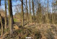 Wald und Wiese