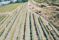 WEINGARTEN IN AUSSICHTSLAGE IM WEINBAUGEBIET WACHAU - WEINGARTEN, LANDWIRTSCHAFTLICHE FLÄCHEN - GRUNDSTÜCK IN DER WACHAU - KEIN BAUGRUNDSTÜCK!