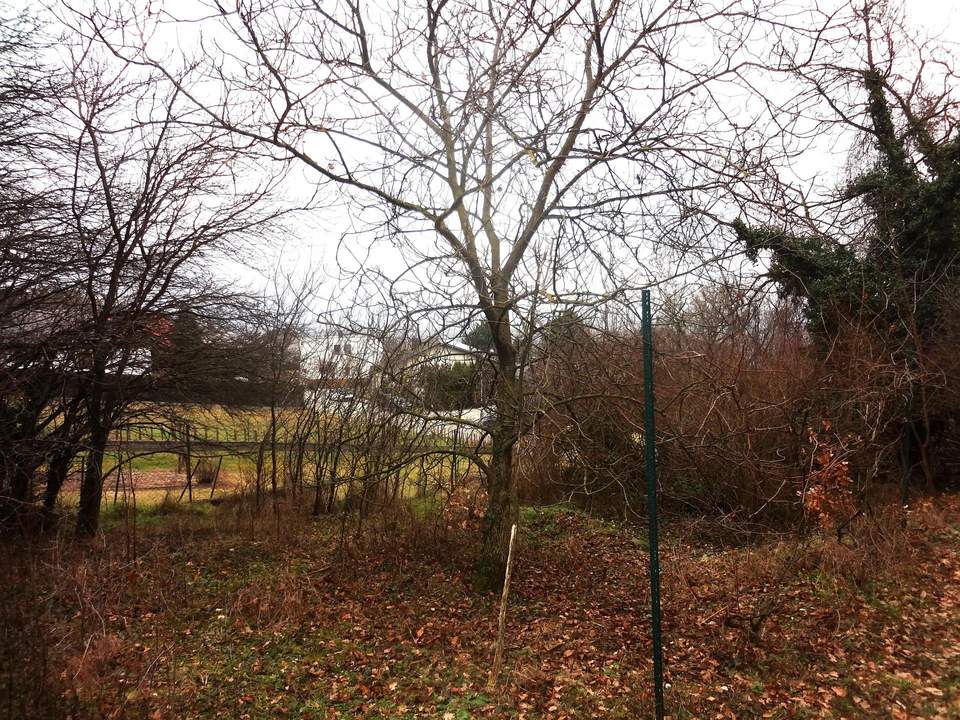 Verbuschtes Baugrundstück in Hanglage ohne Bauzwang !