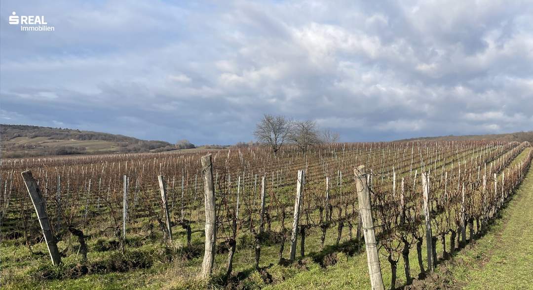 Weingarten im Herzen des Burgenlands