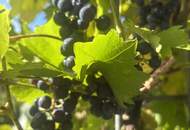 Hochwertige Gartenwohnung