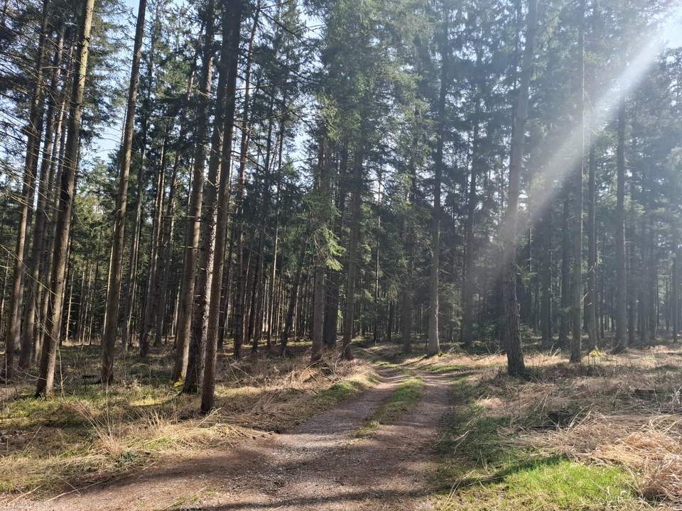 Wald