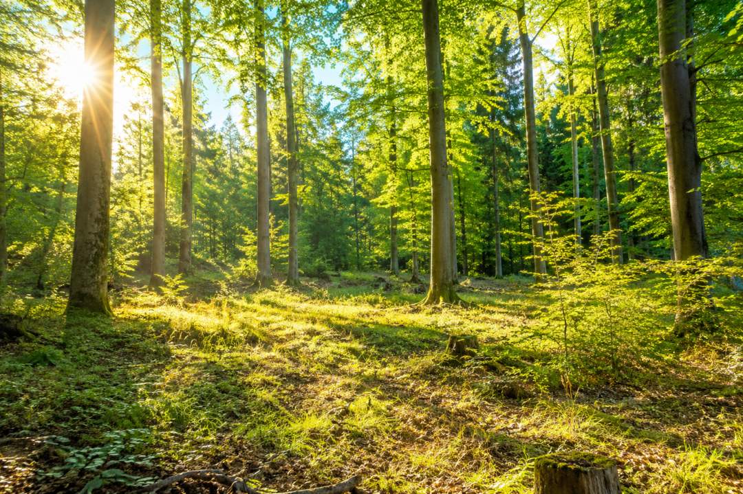 WALDGRUNDSTÜCK