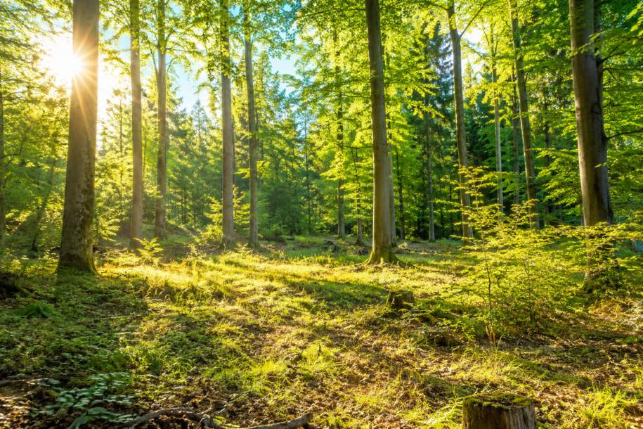 WALDGRUNDSTÜCK, Grund und Boden-kauf, 80.000,€, 3124 Sankt Pölten(Land)