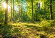 WALDGRUNDSTÜCK