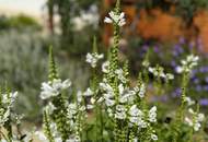 *neuwertiger* BUNGALOW mit einzigartiger Steingartengestaltung und Naturteich in Ruhelage