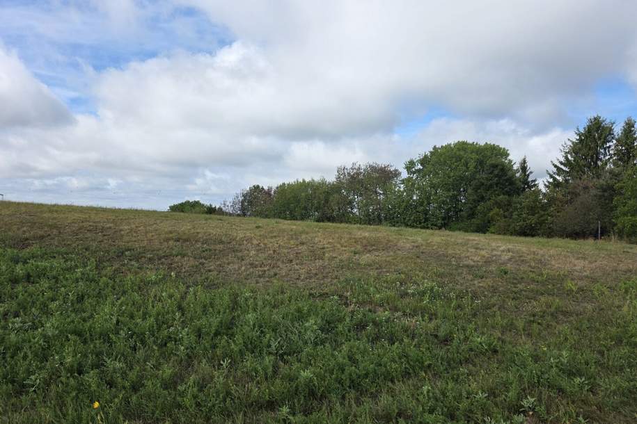 Landwirtschaftliche Grundstücke samt Wald in Stadtschlaining, Grund und Boden-kauf, 14.500,€, 7461 Oberwart