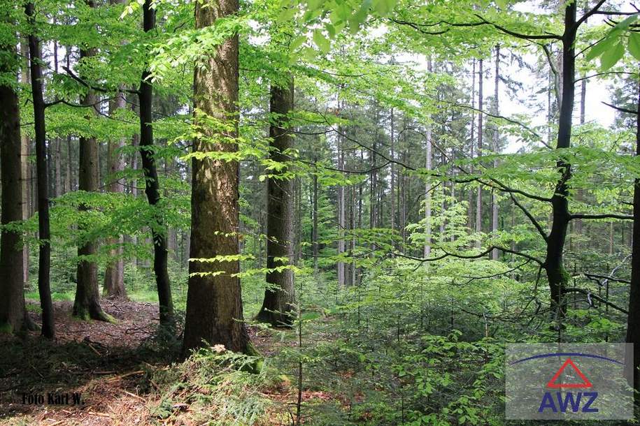 Starker Wald am Mondsee!, Grund und Boden-kauf, 5310 Salzburg-Umgebung