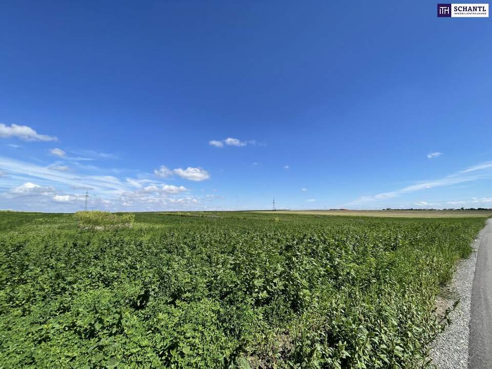 Rarität! Landwirtschaftliches Grundstück zwischen Moosbrunn und Gramatneusiedl– ca. 41.000 m² Ackerfläche zu verkaufen!
