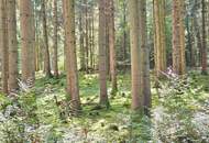 Mischwald in 5121 St. Radegund