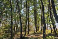 Waldgrundstücke in Salmannsdorf