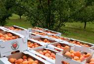 Wachauer Marille: ca. 8,1 ha Marillengärten in Toplage in der Wachau!