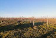 Weingarten im 10ten Bezirk - bewirtschaften od. investieren