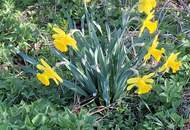 Sonniger Baugrund in zentraler Lage! Ein Ort zum Wohlfühlen!