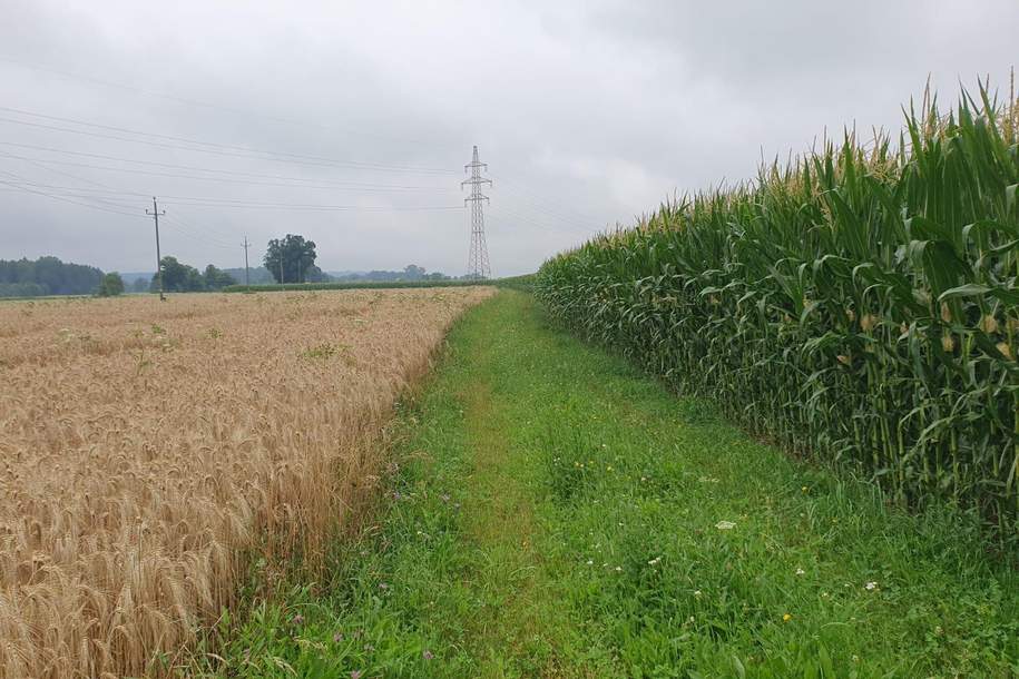 Landwirtschaftlicher Nutzgrund, Grund und Boden-kauf, 204.492,€, 5231 Braunau am Inn