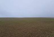 TOLLE ACKERFLÄCHE IN SÜDSEITIGER AUSRICHTUNG MIT GUTER BONITÄT IN GROßMUGL