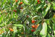 Selbstversorger Hof für die ganze Familie in ruhiger Lage und tollem Fernblick!