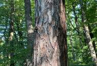 "Exklusive Residenz mit Wald!"