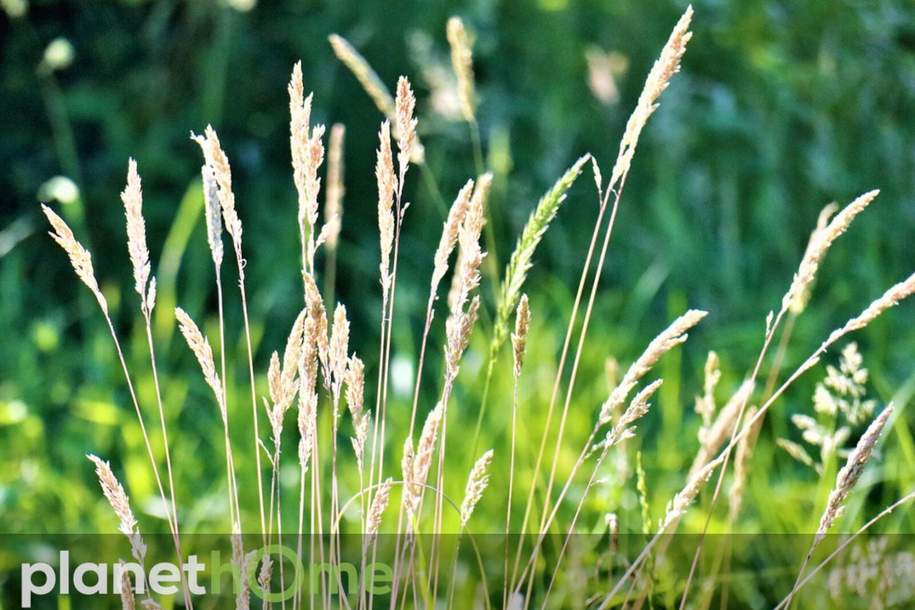 Naturbelassenes Grünland mit Ausblick, Grund und Boden-kauf, 109.500,€, 4722 Grieskirchen