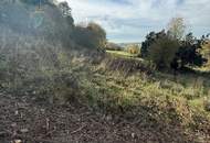 Bäume und Wiese mit Zufahrt und Parkmöglichkeit