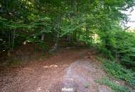 Naturnaher Mischwald mit ausgewogenem Laub- und Nadelholzbestand