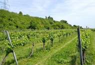 SELTENE GELEGENHEIT: WEINGÄRTEN IN ENGELMANNSBRUNN, FELS AM WAGRAM, RUPPERSTHAL UND THÜRNTHAL - WEINGARTEN, LANDWIRTSCHAFTLICHE FLÄCHE