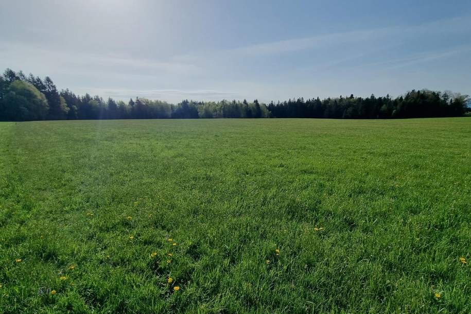 Landwirtschaftliches Grünland mit Waldfläche, Grund und Boden-kauf, 432.000,€, 5162 Salzburg-Umgebung