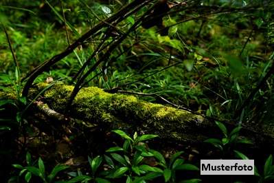 +++ Waldfläche +++, Grund und Boden-kauf, 1.930,€, 7562 Jennersdorf