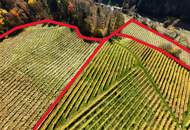 Weingarten in Kranach, Gemeinde Gamlitz zu kaufen ( Zone II )